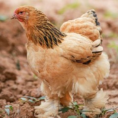 6+ Rare Breed Chicken Fertile Hatching Eggs Silkies, Cochins, Ayem Cemani!