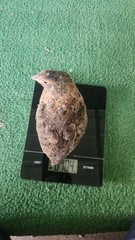 Celedon Courtornix Quail Hatching Eggs 24 Jumbo High Hatch Rate