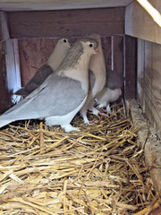 3 FERTILE MULTI COLOR MIX PIGEONS LAHORE & CAPUCHINE PIGEON HATCHING EGGS USPS