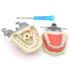 US Columbia Dentoform 860 Type Dental Typodont Model 32pcs Removable Teeth