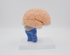 1:1 Size Human 15 Parts Anatomy Brain Model Medical