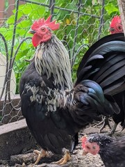 10++ eggs: Serama Bantam Chicken Hatching Eggs-Pocket, Teacup, Tiny
