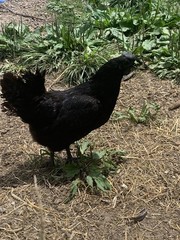 6 ayam cemani hatching Eggs/ 6 Silver Laced Wyandotte Hatching Eggs