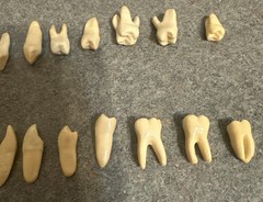 Vintage Dental Numbered 32 Anatomical Teeth Practice Identification Plastic