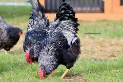 10+ Fertile Chicken Hatching Eggs Brahma Camani Serama Legbar Marans Owlbeard