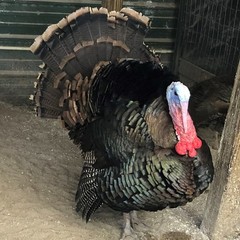 Osceola Hybrid Turkey Hatching Eggs (One Dozen)