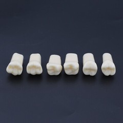 US Kilgore Nissin 200 Type Dental Typodont Model 32pcs Removable Teeth