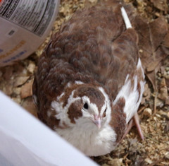 12+ Coturnix Quail Hatching Eggs, Fun Colors, NPIP, Free Shipping