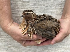 100 ++ Fertile Jumbo Multi Color Coturnix Quail Hatching Eggs