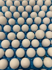 25+ Northern Bobwhite Quail Fertile Hatching Eggs! NPIP Cert – FREE SHIPPING