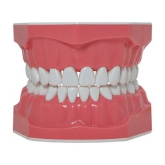 Dental Typodont Teeth Model Brushing Flossing Practice Teaching Model M7010-1