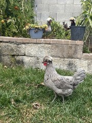 12+ FERTILE CHICKEN PUREBRED POLISH HATCHING EGGS QUICK SHIP USPS PRIORITY MAIL