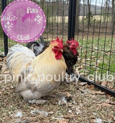 8 RARE high quality Bantam Cochin hatching eggs Mottled Porcelain Mille Frizzle
