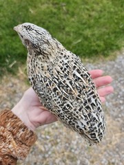 20 RARE Pansy & Sparkly 100% True Blue Celadon Coturnix Quail Hatching Eggs