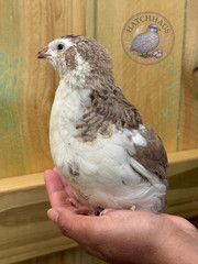 12 RAINBOW RARE COLORS Coturnix quail hatching eggs mixed variety FREE SHIPPING