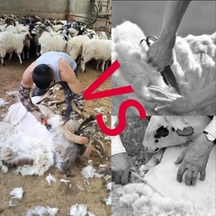 Cordless Sheep Shears Shearing Farm Goat Alpaca Livestock Wool 500W