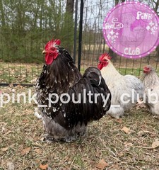 8 RARE high quality Bantam Cochin hatching eggs Mottled Porcelain Mille Frizzle