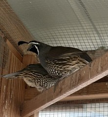 Californian Quail Fertile Hatching Eggs, 6+1 Eggs, Quail Laying Now