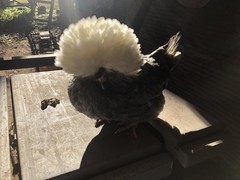 Several Varieties Polish Frizzle Hatching Eggs 15+NPIP