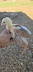 6+ Extremely Rare BLUE Real Indio Gigante Hatching Eggs RRA (((GUARANTEE)))