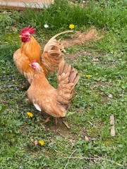 6 + small Show Quality Serama chicken Hatching Eggs