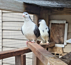 3 FERTILE MULTI COLOR MIX PIGEONS LAHORE & CAPUCHINE PIGEON HATCHING EGGS USPS