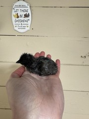 6+ Ayam Cemani Fertile Hatching Eggs Pure Breed All Black Chicken