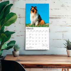 Collies | 2027 12×24″ (Hanging) Monthly Wall Calendar | Plastic-Free