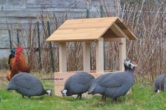 12+ Pearl Guinea Fowl Hatching Eggs