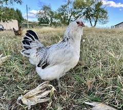 12+ Rainbow Chicken Hatching Assortment Ameraucana, Faverolles, Marans, EE / OE