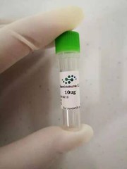 Recombinant Human BMP-2, 10ug expressed in human cells