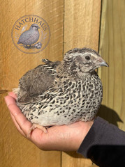 24 JUMBOS RARE COLORS Coturnix Quail Hatching eggs – assorted colors variety