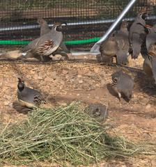 12+ Gambel’s Quail Hatching Eggs