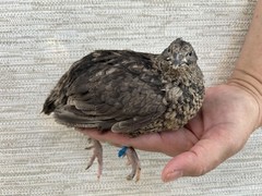 100 ++ Fertile Jumbo Multi Color Coturnix Quail Hatching Eggs