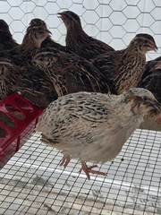 54 Eggs,Live Quail Chicks Mixed Colors – Quail Poultry Type, Live Bird,