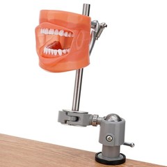 Kilgore Nissin 200 Type Dental Typodont Model+32pc Removable Teeth Mounting Pole