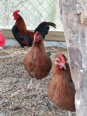 8 Purebred OEGB BB Red Chicken Fertile Hatching Eggs