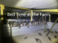 Osceola Hybrid Turkey Hatching Eggs (One Dozen)