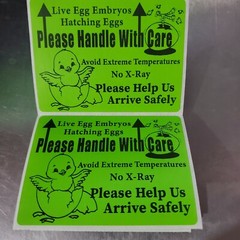 200 Large 4″ x 3″ Handle with care Hatching Eggs Mailing Shipping Label sticker