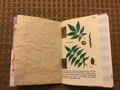 Handmade Naked Junk Journal 6” x 4.5” Mushroom Print Card Stock Cover