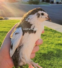 12 (+3EXT) LORE FARMS 💙Celadon 100% TRUE Blue Coturnix Quail Hatching Eggs RARE