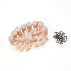 US Kilgore Nissin 200/500 Type Dental Typodont Model Removable Teeth & Screws