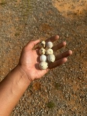 Texas A&M Jumbo White Quail Hatching Eggs