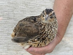 60++ Fertile Jumbo Multi Color Coturnix Quail Hatching Eggs