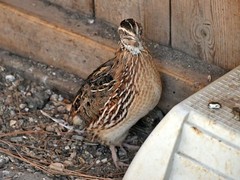 24+ Fertile Coturnix Quail Hatching Eggs – Farm Fresh – Speckled Brown