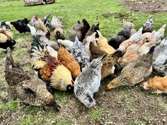 12+ Rainbow Chicken Hatching Assortment Ameraucana, Faverolles, Marans, EE / OE