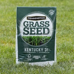 Pennington Kentucky 31 Tall Fescue Penkoted Grass Seed 3 lb 3 LB, Green