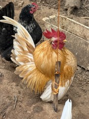 12+ small Quality Serama Chicken Hatching Eggs