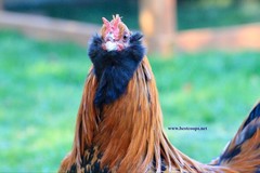 10+ Fertile Chicken Hatching Eggs Brahma Camani Serama Legbar Marans Owlbeard