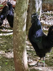 24 Ayam Cemani Hatching Eggs Fertile Fresh Rare Black Chicken Shipped Fast